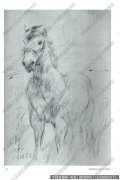 艾轩素描速写《阿坝草原上的马》高清大图下载