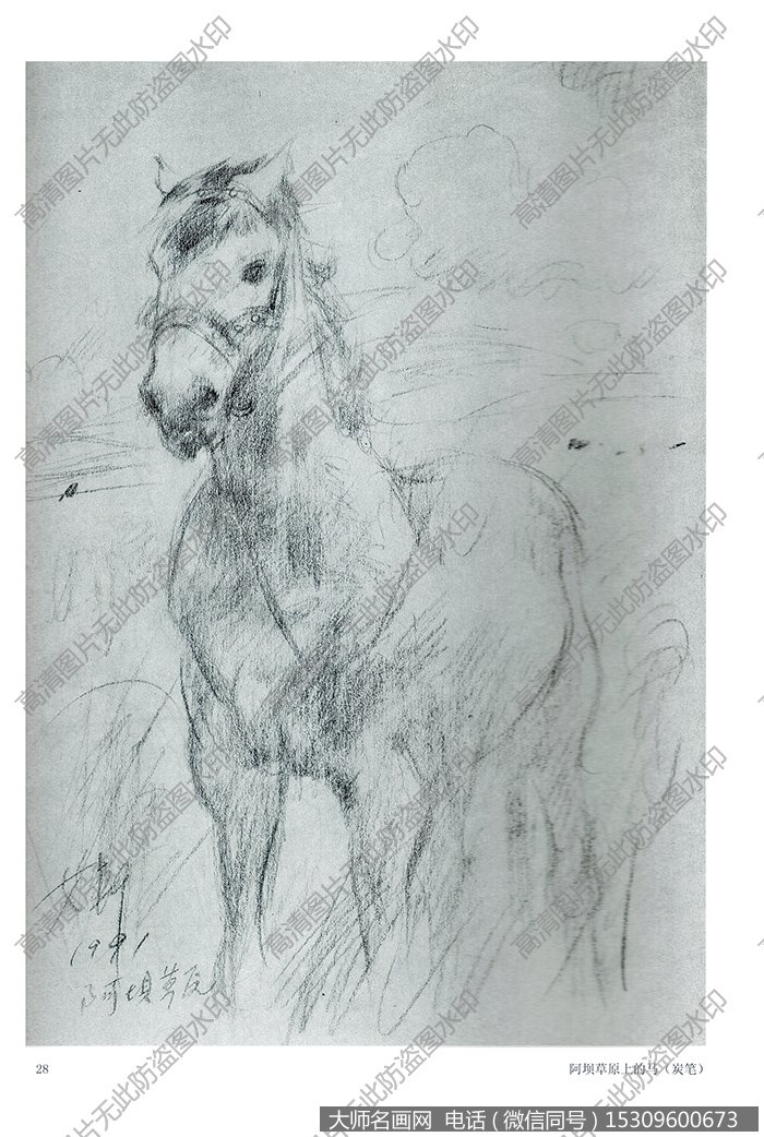 艾轩《阿坝草原上的马》素描速写高清大图下载